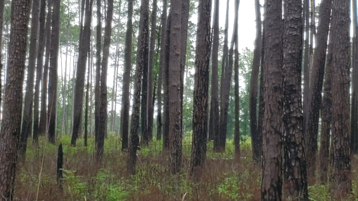 Congaree NP 